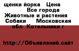 щенки йорка › Цена ­ 15 000 - Все города Животные и растения » Собаки   . Московская обл.,Котельники г.